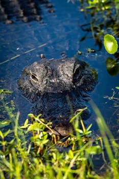 An alligator is swimming in the water