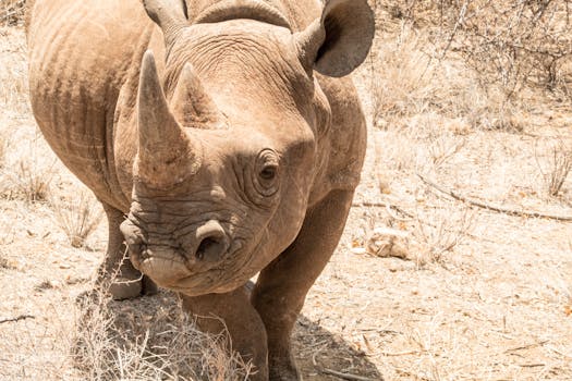 Brown Rhinoceros on Dry Soil