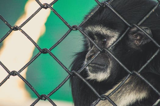 Close Up Photo of Black Ape