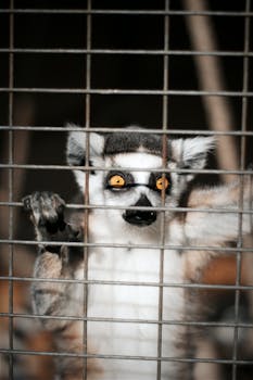 Cute Lemur in Cage in Zoo