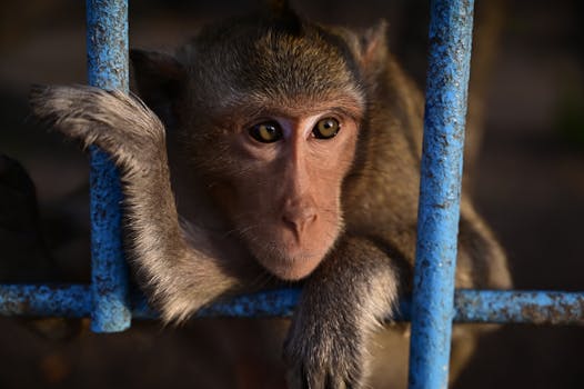 Monkey in a Cage