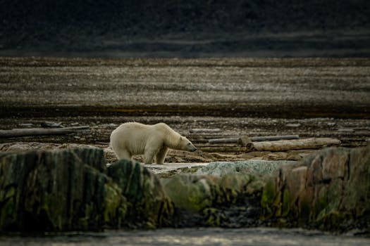 Polar Bear on Barren Sea Coast