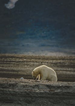 Solitary Polar Bear in Arctic Wilderness