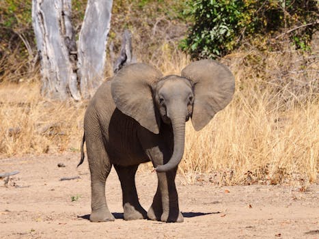 Tusk Trouble: The Plight of African Elephants